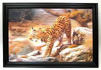 Bobcat 3-D picture 0126-3D2893