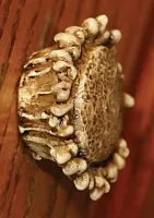 Antler Drawer Knobs Set of 2 017-657