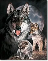 Graham - Wolf Experience 034-914