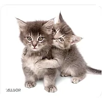 Allsop 30184 Naturesmart Mouse Pad (Kittens)