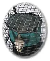 DTY Circle Den Bed in Green Packcloth