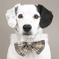 Pet Edge Bow Tie Collars for Dogs - Plaid - Large
