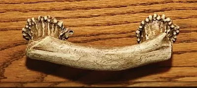 4&quot; Antler Drawer Pull 017-655