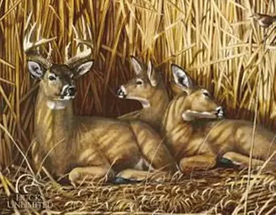 Tin Sign DU- Hideaway - Deer 034-1039