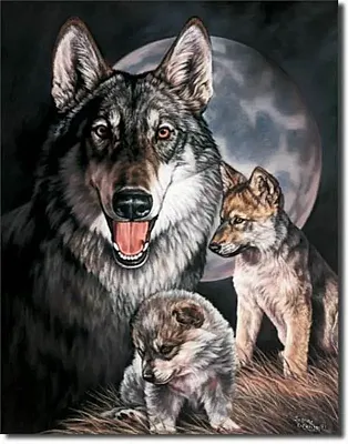 Graham - Wolf Experience 034-914