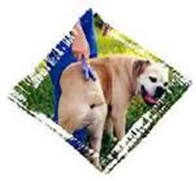 Furry Angels, Inc. Itchy Spot Scratcher, Small