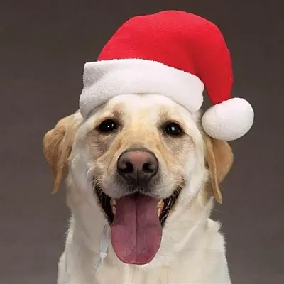 Flytes of Fancy Santa Hat - Medium