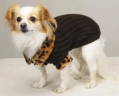 Pet Edge Windsor Sweater with Leopard Trim - Large