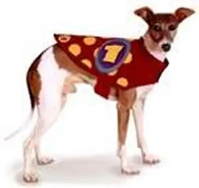 WAG Dogstuff WAG Champ Dog Jacket - Large