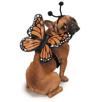 Pet Edge Zack & Zoey Butterfly Glow Wings Pet Harness Costume - Small