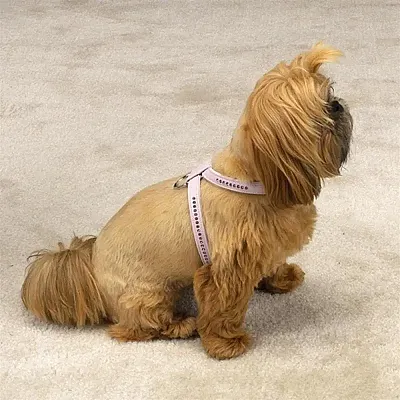 Pet Edge Gemstone Harness - Blue - Small